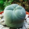 Lophophora _diffusa _04